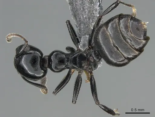 Crematogaster santschii - CASENT0887966