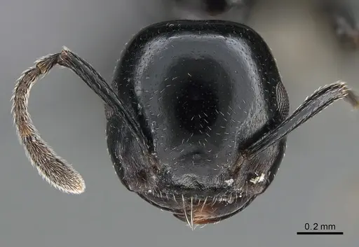 Crematogaster santschii - CASENT0887966