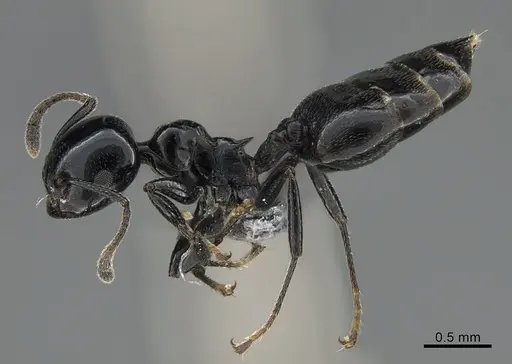 Crematogaster santschii - CASENT0887966