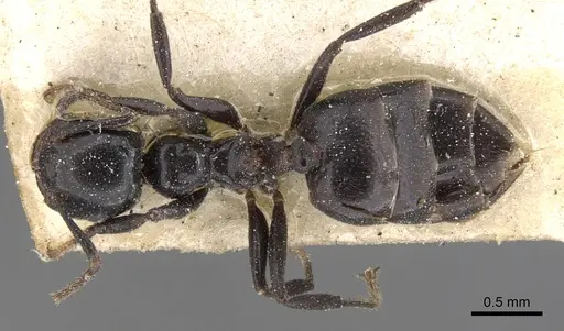 Crematogaster santschii - CASENT0902096