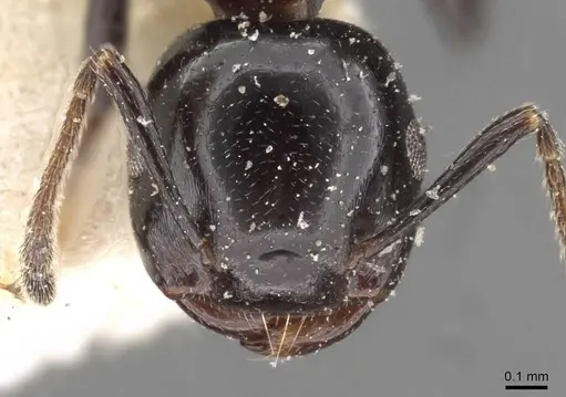 Crematogaster santschii - CASENT0908555