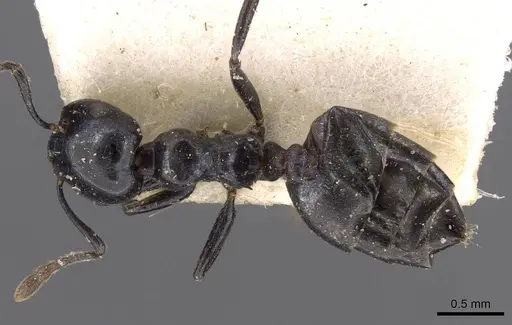 Crematogaster santschii - CASENT0908557