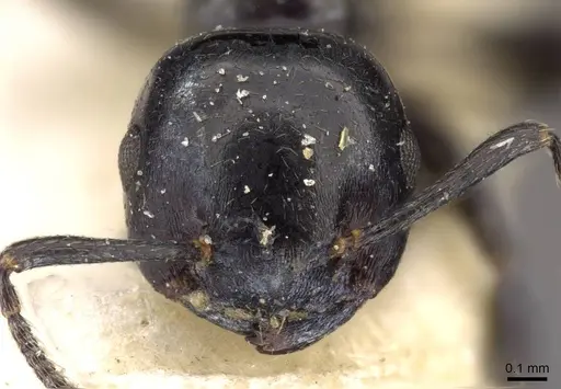 Crematogaster santschii - CASENT0908557