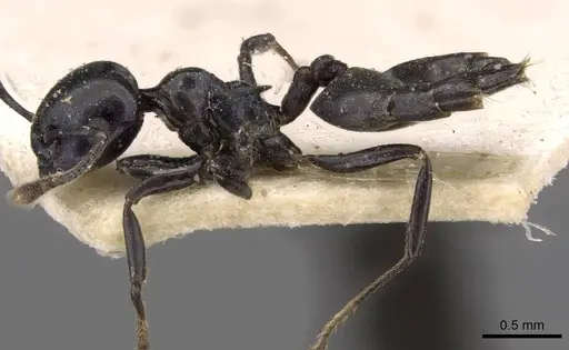 Crematogaster santschii - CASENT0908557