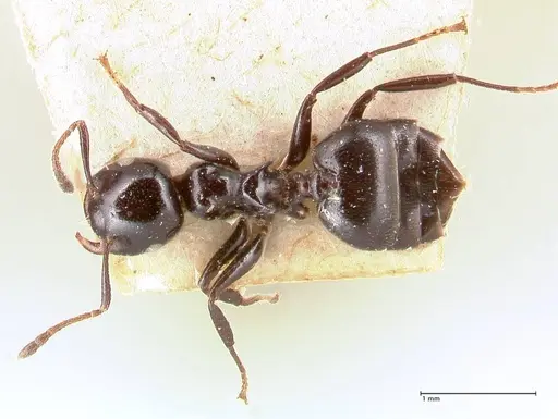 Crematogaster santschii - FOCOL0701
