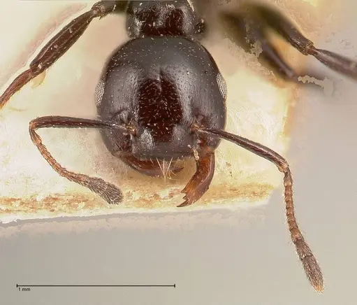 Crematogaster santschii - FOCOL0701