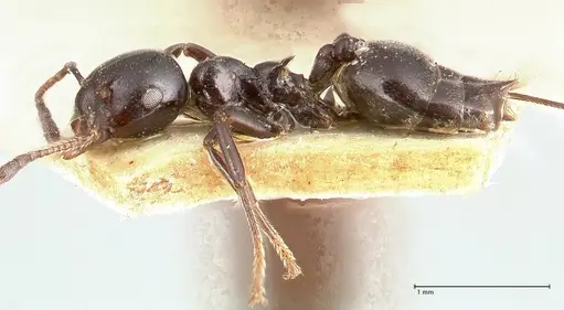 Crematogaster santschii - FOCOL0701