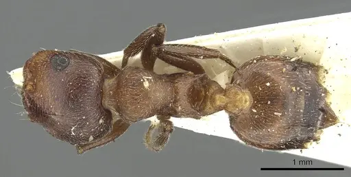 Crematogaster saussurei specimen