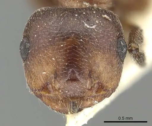 Crematogaster saussurei specimen