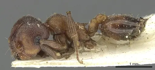 Crematogaster saussurei specimen