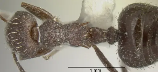 Crematogaster scapamaris specimen