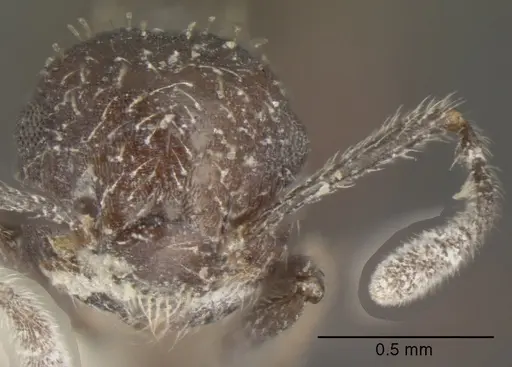 Crematogaster scapamaris specimen