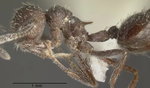 Crematogaster scapamaris specimen