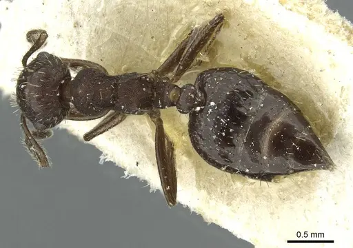 Crematogaster scapamaris - CASENT0912747
