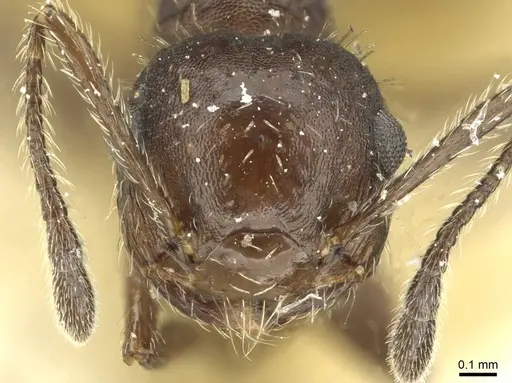 Crematogaster scapamaris - CASENT0912747