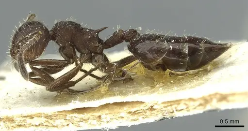 Crematogaster scapamaris - CASENT0912747