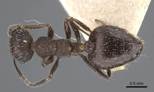 Crematogaster scapamaris - CASENT0916993