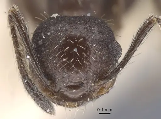 Crematogaster scapamaris - CASENT0916993