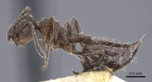 Crematogaster scapamaris - CASENT0916993