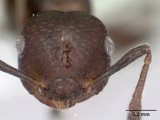 Crematogaster scelerata specimen