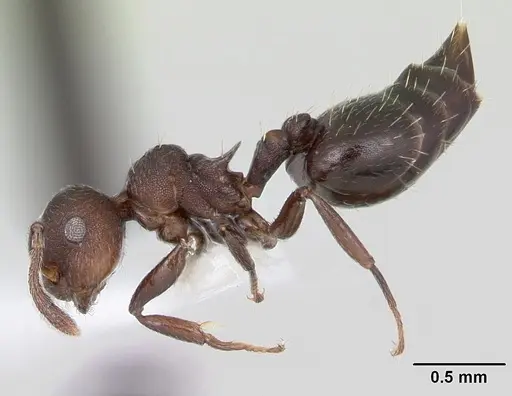 Crematogaster scelerata specimen