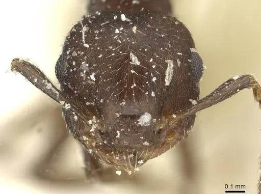 Crematogaster scelerata - CASENT0912748