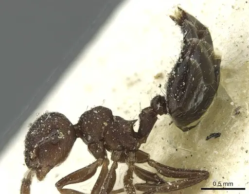 Crematogaster scelerata - CASENT0912748