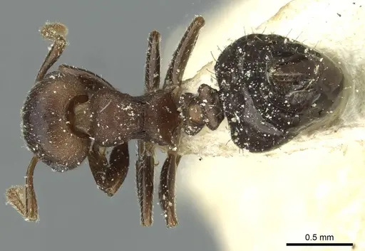 Crematogaster scelerata - CASENT0912749