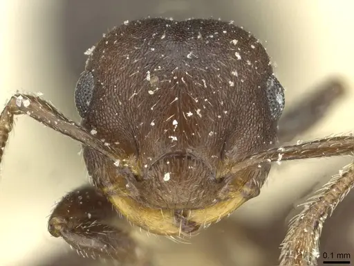 Crematogaster scelerata - CASENT0912749