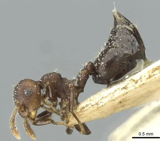 Crematogaster scelerata - CASENT0912749
