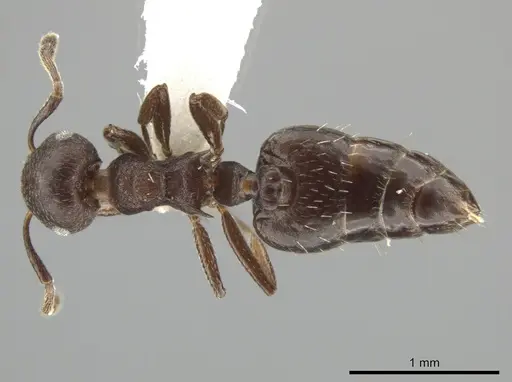 Crematogaster scelerata - JTLC000001431