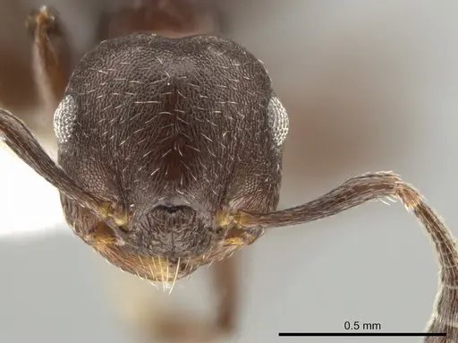 Crematogaster scelerata - JTLC000001431