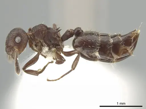 Crematogaster scelerata - JTLC000001431