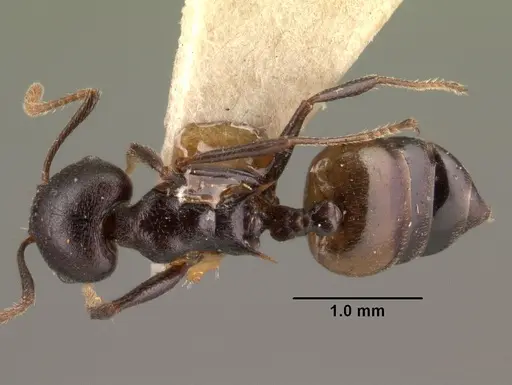 Crematogaster schencki specimen