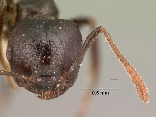 Crematogaster schencki specimen
