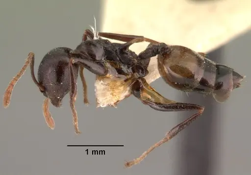 Crematogaster schencki specimen