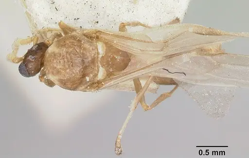 Crematogaster schencki - CASENT0101662