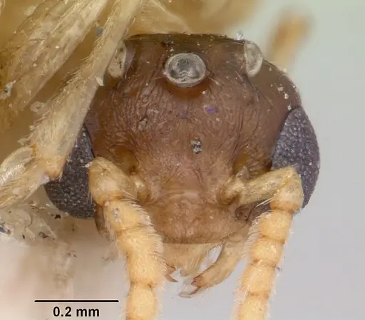 Crematogaster schencki - CASENT0101662