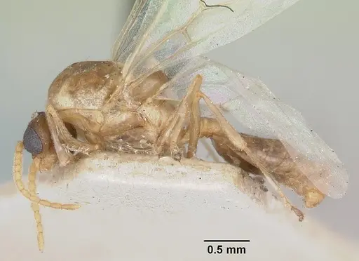 Crematogaster schencki - CASENT0101662