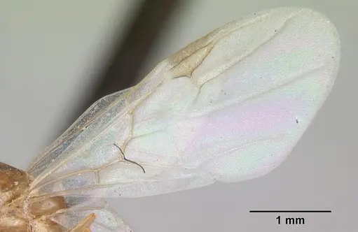 Crematogaster schencki - CASENT0101662