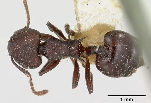 Crematogaster schencki - CASENT0101748