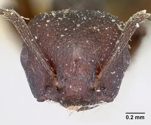 Crematogaster schencki - CASENT0101748