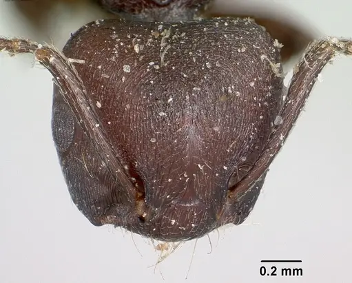 Crematogaster schencki - CASENT0101748