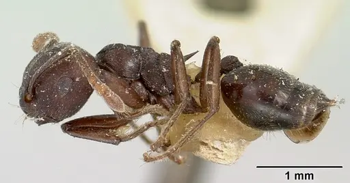 Crematogaster schencki - CASENT0101748