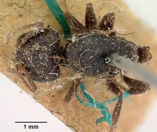 Crematogaster schencki - CASENT0101763
