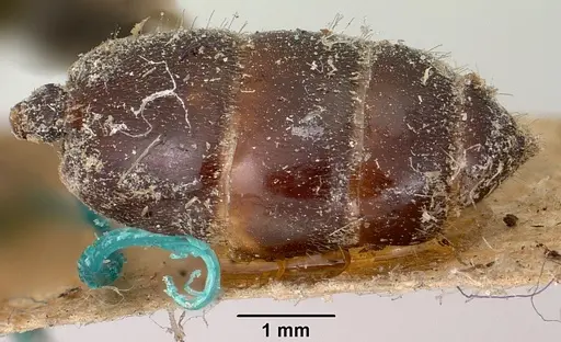 Crematogaster schencki - CASENT0101763