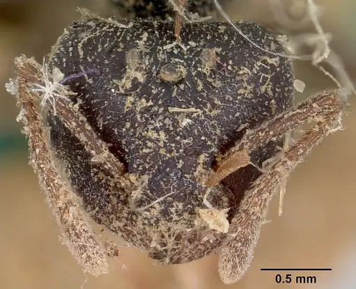 Crematogaster schencki - CASENT0101763