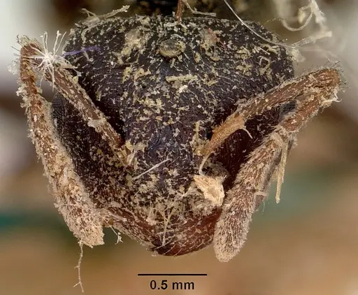 Crematogaster schencki - CASENT0101763