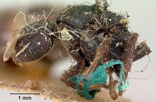 Crematogaster schencki - CASENT0101763