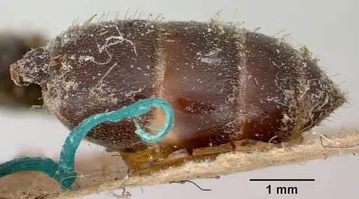 Crematogaster schencki - CASENT0101763